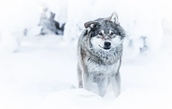 Картинка зима, взгляд, снег, волк, опасен