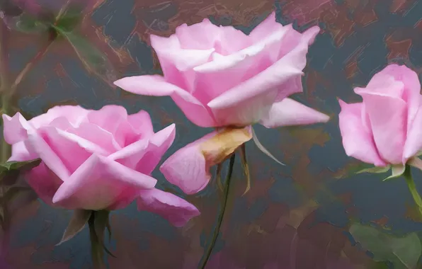 Цветы, фон, розы