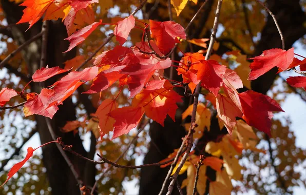 Осень, листья, дерево, багрянец