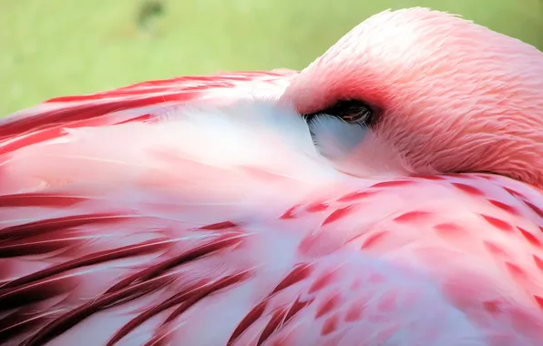 Картинка розовый, птица, фламинго