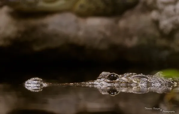 Картинка челюсти, хищник, крокодил, водоём, рептилия
