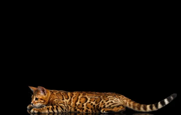 Кошка, отражение, лежит, черный фон, бенгал, бенгальская