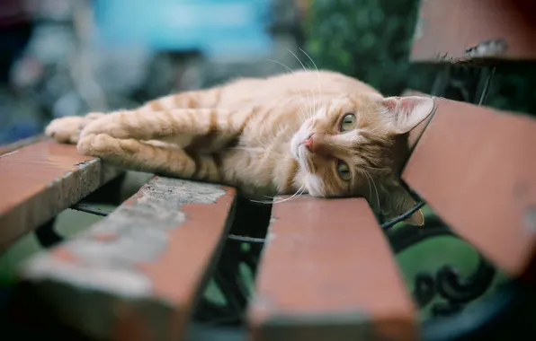 Кошка, лето, кот, взгляд, скамейка, поза, отдых, релакс