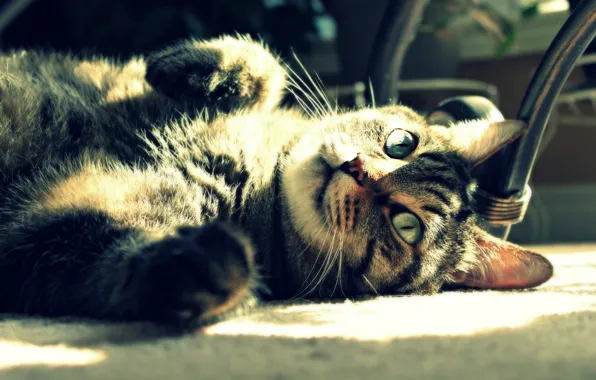 Кошка, кот, солнце, свет, отдых, лежит