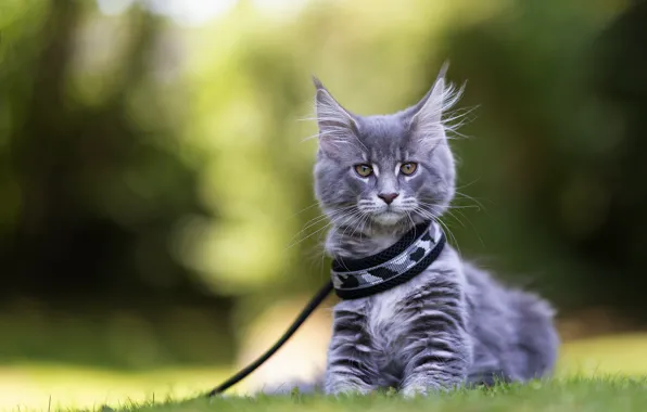 Кошка, взгляд, природа, котенок, серый, ошейник, мордашка, сидит