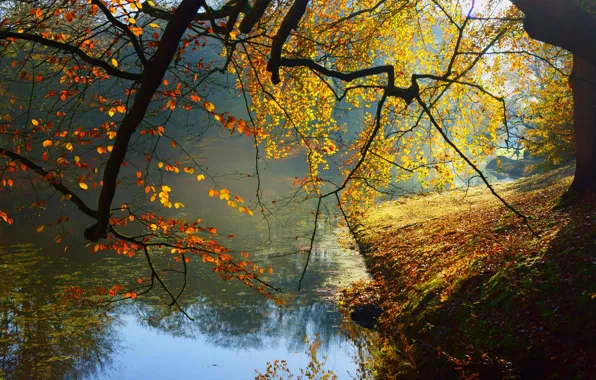 Лес, деревья, пейзаж, Природа, forest, river, trees, landscape