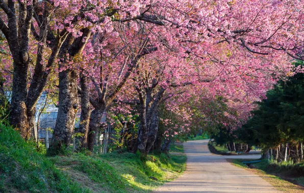 Картинка деревья, ветки, парк, весна, сакура, цветение, pink, blossom
