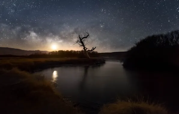 Картинка небо, звезды, природа, река, дерево