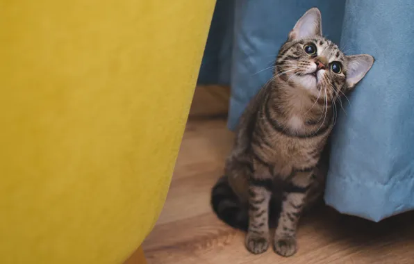Кошка, кот, взгляд, синий, желтый, серый, фон, пол