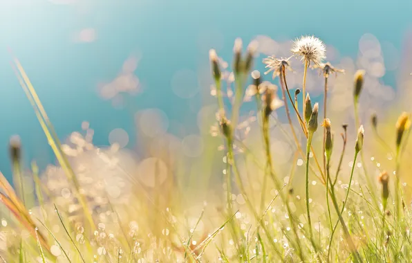 Картинка поле, лето, трава, капли, роса, блики, утро, одуванчики