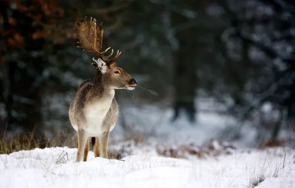 Картинка зима, природа, олень, рога