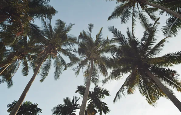 Картинка пляж, небо, пальмы, beach, sky, palms, tropical
