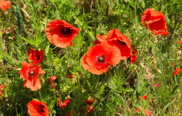 Red, flower, poppy