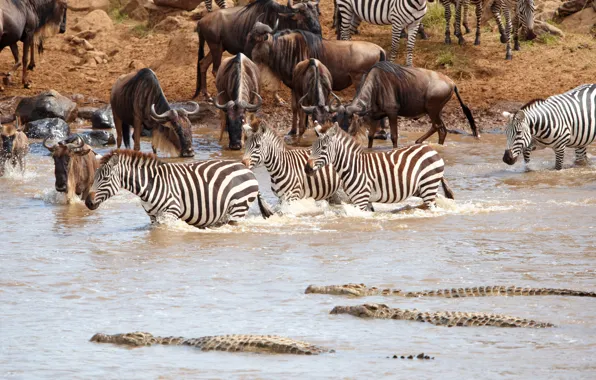 Картинка крокодил, Африка, водопой, водоём, стадо, антилопы, зебры, гну