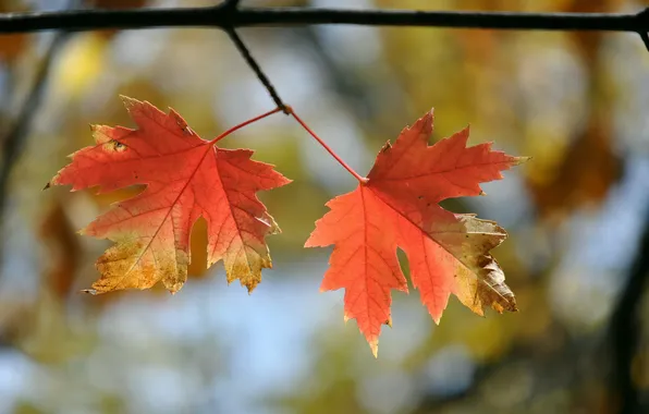 Осень, листья, природа