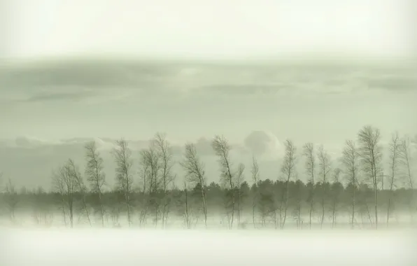 Картинка поле, деревья, пейзаж, туман