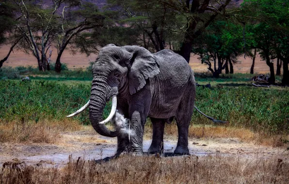 Картинка слон, африканский, Кения
