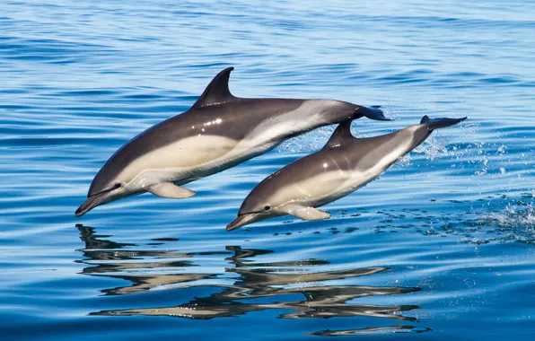 Картинка море, вода, семья, пара, дельфины