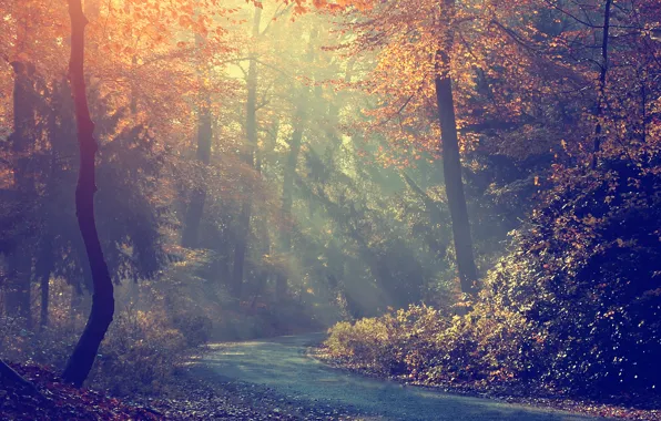 Дорога, осень, лес, деревья, туман, утро