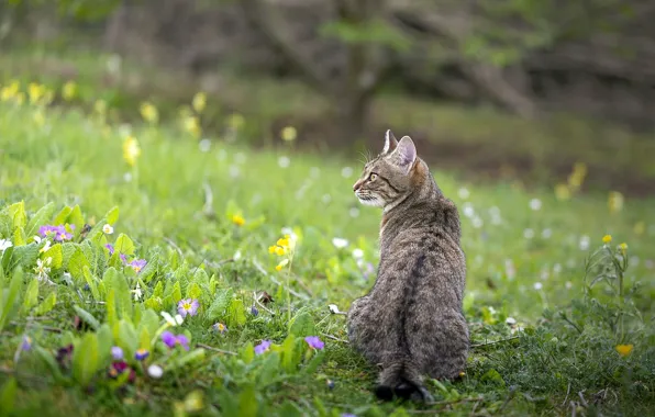 Кошка, кот, взгляд, природа, поза, мордашка, полосатый