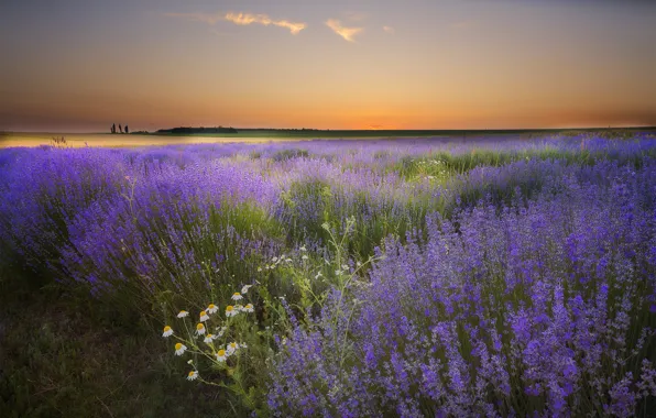 Картинка поле, лето, небо, трава, цветы, рассвет, ромашки