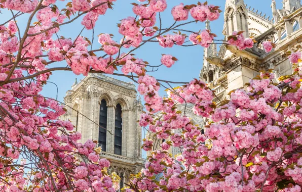 Картинка Париж, весна, сакура, собор