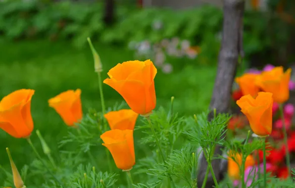 Картинка Природа, Nature, Flowers, Эшшольция, Калифорнийский мак