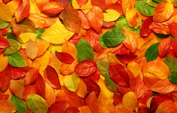 Картинка листья, природа, фото с природой, макро осень