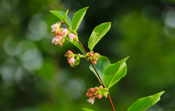 Картинка flower, plant, twig