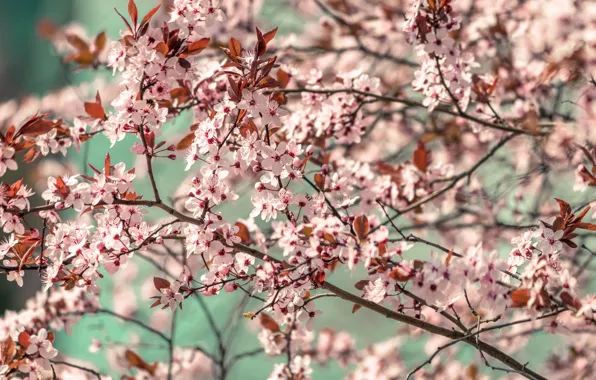 Цвет, Весна, Растение, Ветка, Ветки, Растения, Flower, Flowers