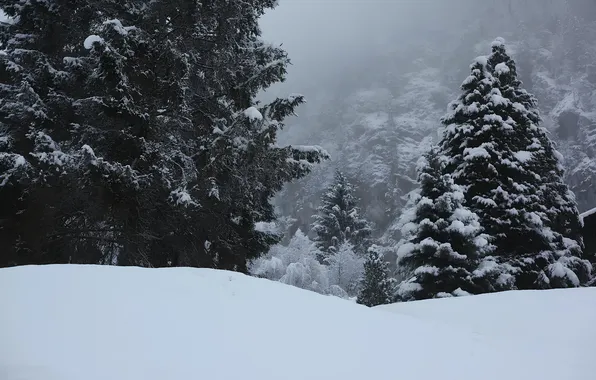 Зима, Снег, Лес, Winter, Snow, Forest, Снежный Лес, Snowy Forest