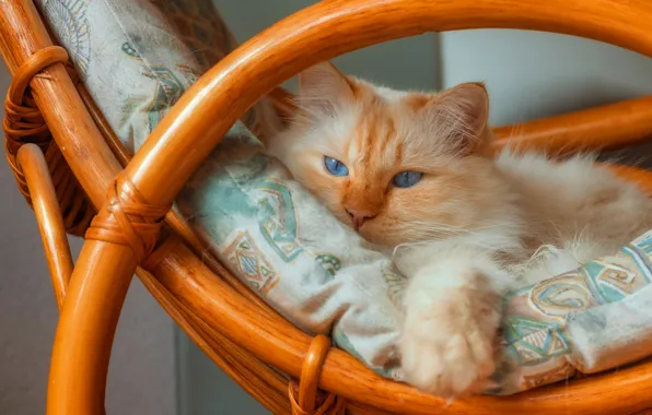 Кошка, кот, взгляд, поза, мордашка