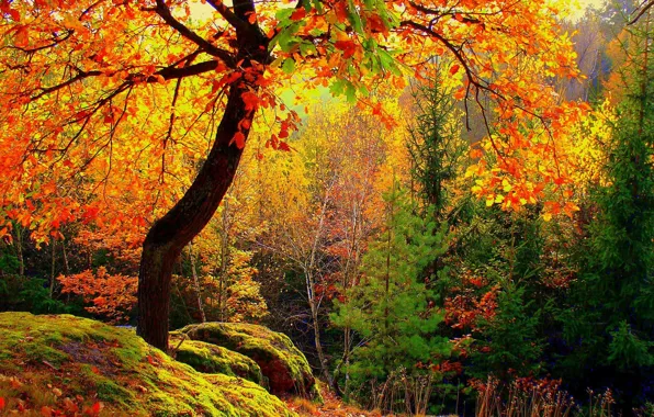 Картинка осень, лес, листья, деревья, мох, желтые