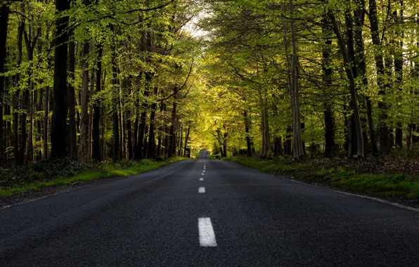 Картинка дорога, лес, лето
