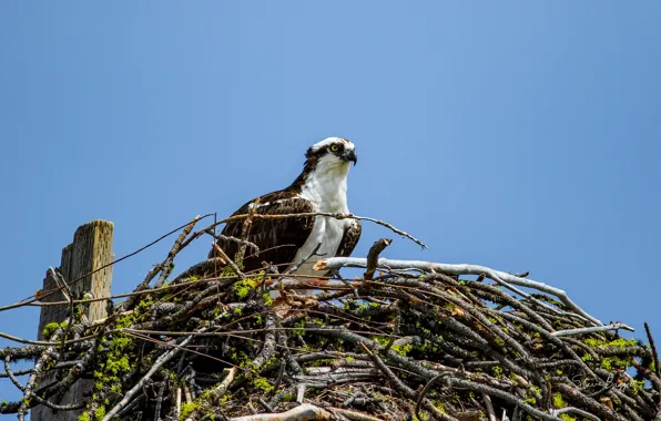 Небо, взгляд, птица, гнездо, Osprey