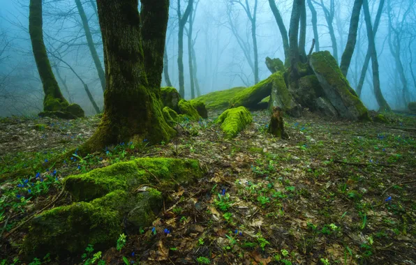 Картинка лес, деревья, природа, туман, мох, Россия, Ставропольский край