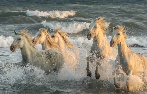 Лошади, animals, speed, five, horse