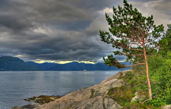 Облака, горы, дерево, Норвегия, сосна, Norway, Sognefjord, Согне-фьорд
