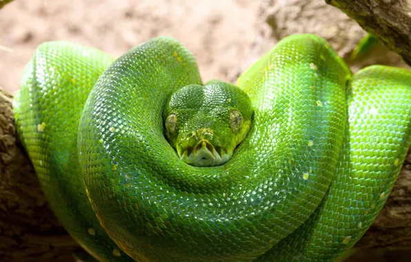 Зеленый, змея, кольца, голова, чешуя, питон