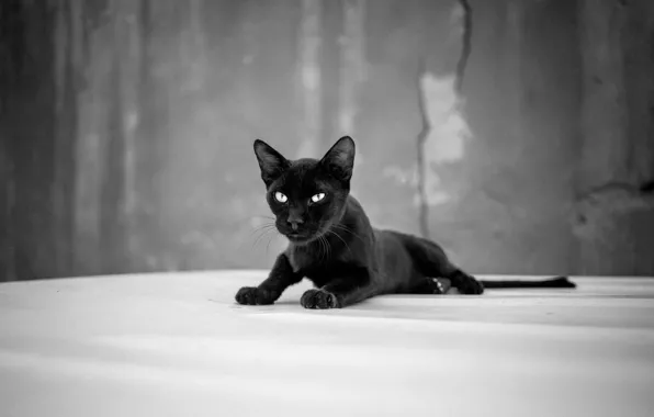 Картинка black, eyes, cat