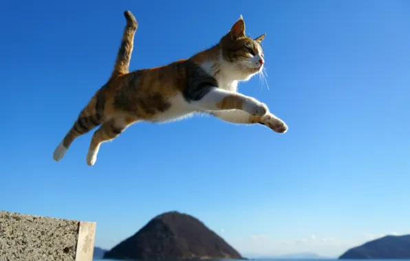 Картинка кошка, кот, прыжок