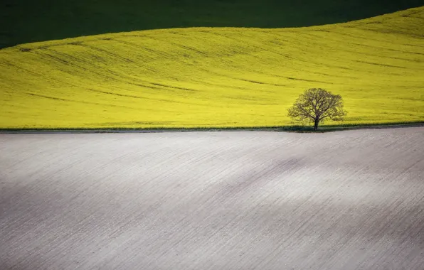 Картинка поле, деревья, природа