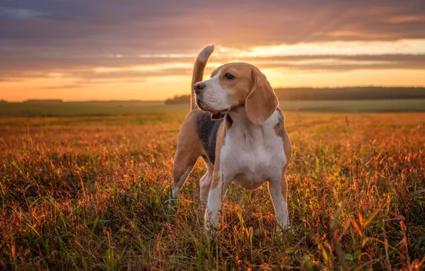 Картинка поле, закат, собака, бигль