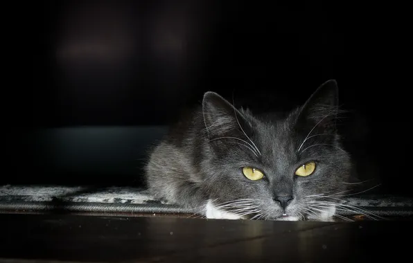 Кошка, взгляд, фон