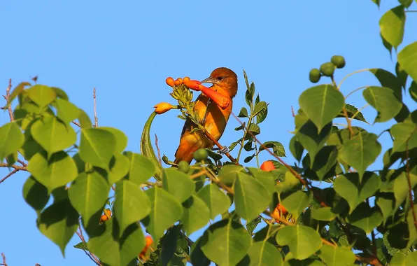Небо, листья, деревья, цветы, природа, птица