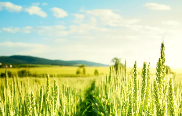 Картинка пшеница, поле, зеленые, солнечно, злаки
