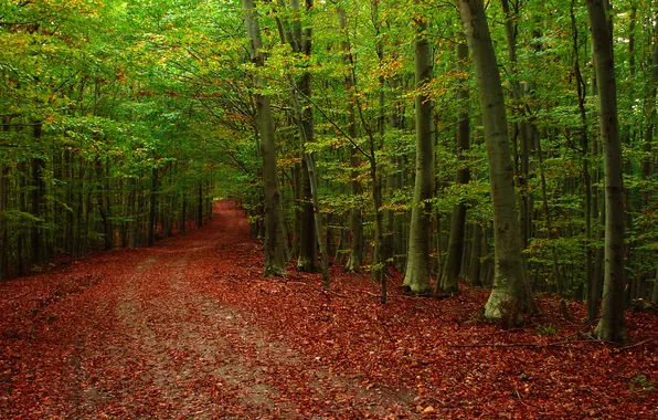 Картинка дорога, осень, лес, листья, деревья, природа, фото, дерево