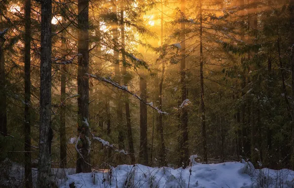 Зима, лес, свет, природа, Британская Колумбия, Остров Ванкувер, Peter Sinclair Photography