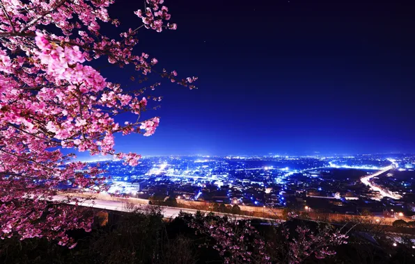 Картинка ночь, огни, здания, Cherry Blossoms