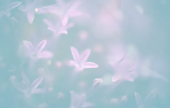 Картинка цветы, flower, pastel